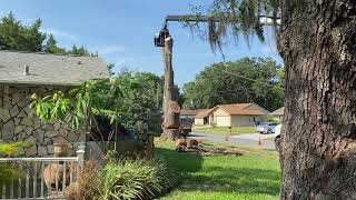 Big Oak Tree Finally Down