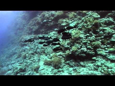 MaltaEgyptGibraltarDiving.mpg