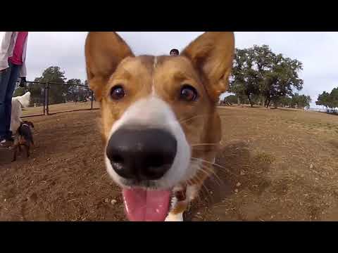 Los Perros de Liliana Felipe y Jesusa Rodríguez