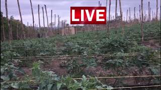 Zimbabwe Rural Tomato Growing Part 3