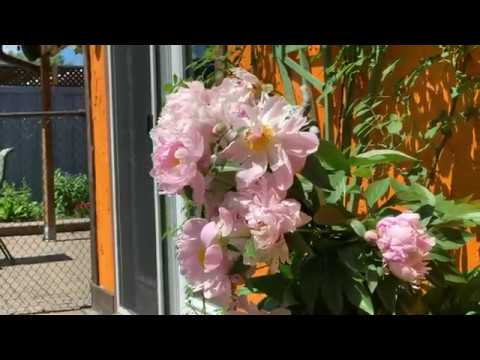 24 Benshire Dr, Toronto ON M1H 1M2