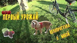 Велопрогулка с собакой . Первый урожай в Краснодаре