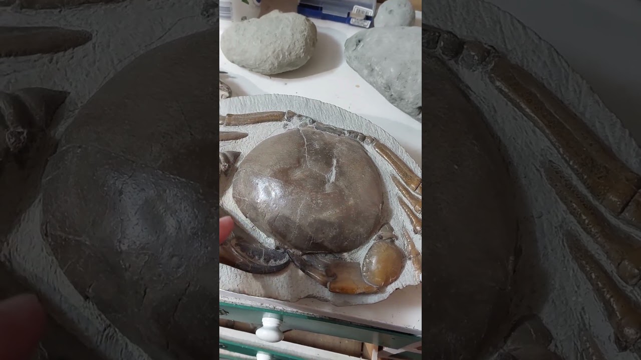 Tyler found a crab with the leg tips intact, very rare #fossils #science #stem #paleontology