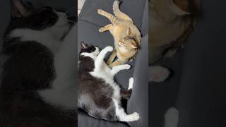 噛みつきまくったあと手をつなぐ猫 #shorts