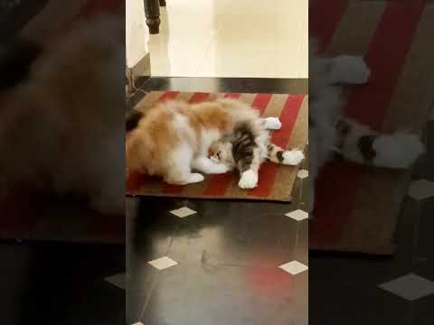 EVA kitty and YARA cat..... Family