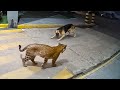 When Animals Messed With The Wrong Opponent