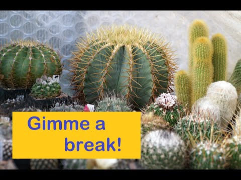 , title : 'WINTER Cactus & Succulent Care: Top Tips #cactus #cactuscare #succulentcare #succulents #dormancy'
