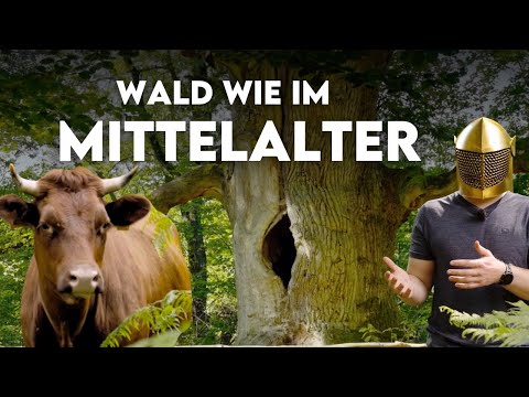 Dieser historische Hutewald ist ein Hotspot der Artenvielfalt - Forst erklärt