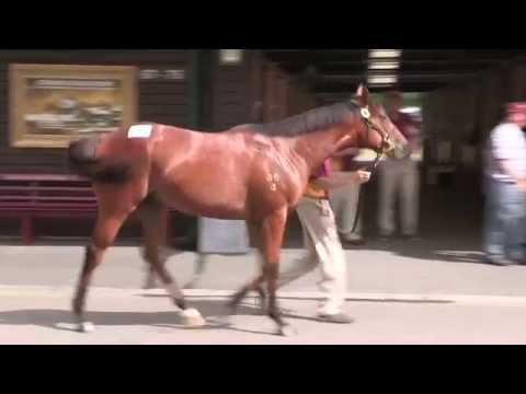 TARTAN BEARER Record-Breaking Price 2015 NZ