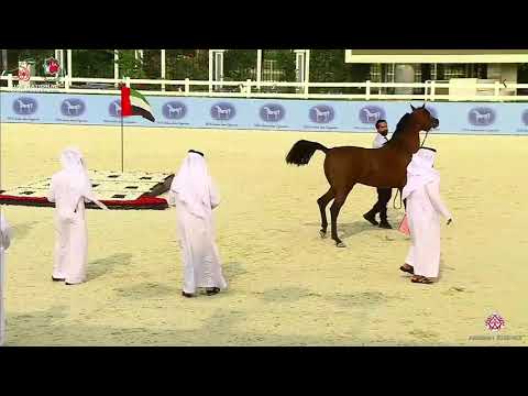 N.310 D GHALI - UAE National Championship 2020 - Stallions 4-6 Years Old (Class 10C).mp4