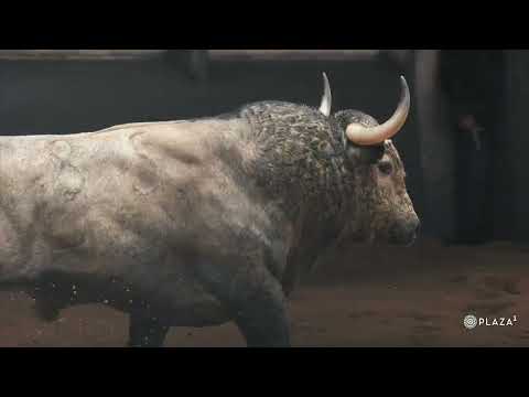 Desembarque de los toros de Adolfo Martín en Las Ventas