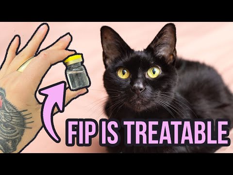 I'm Treating My Cat for FIP