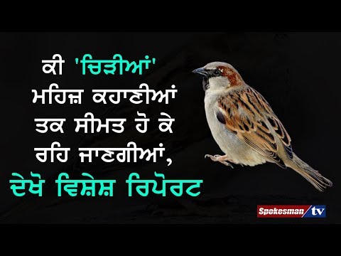 ਕੀ ਚਿੜ੍ਹੀਆਂ ਮਹਿਜ਼ ਕਹਾਣੀਆਂ ਤਕ ਸੀਮਿਤ ਹੋ ਕਿ ਰਹਿ ਜਾਣਗੀਆਂ, ਦੇਖੋ ਵਿਸ਼ੇਸ਼ ਰਿਪੋਰਟ