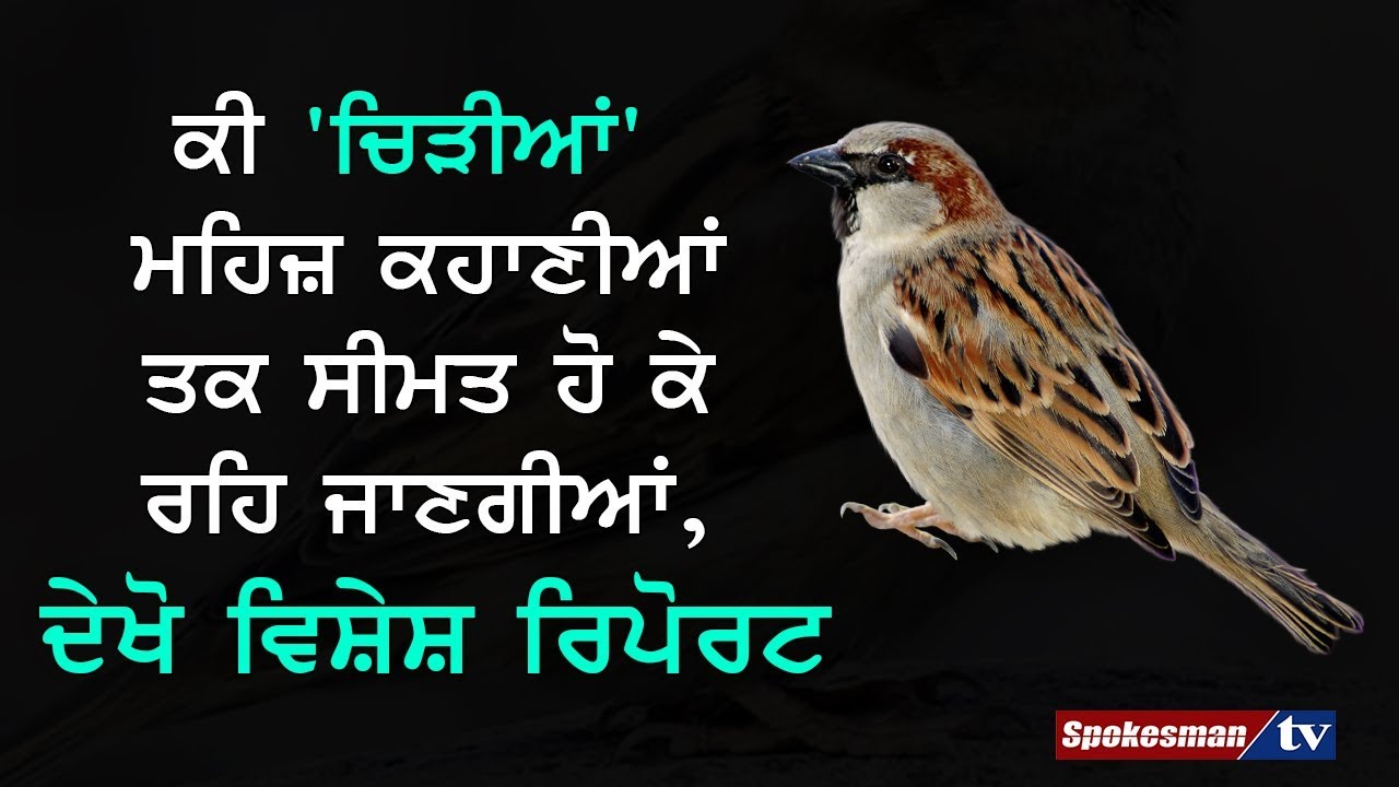 Sparrows are just in stories now, Special report Sparrows are just in stories now, Special report