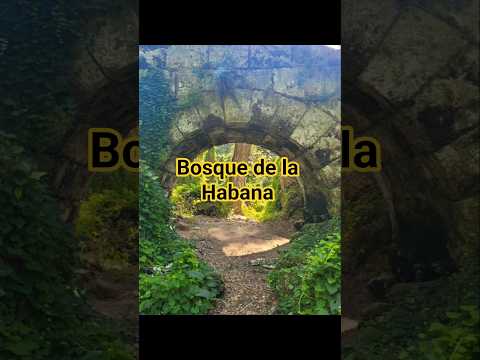 Rumbo al bosque de la Habana. SUSCRÍBETE #viajaconyoan #elcaminante #lahabana