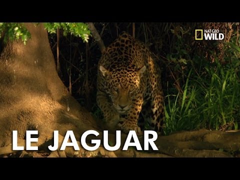 Mystérieux jaguar