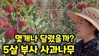 사과몇개 5년된 부사 사과나무 한그루에 몇개나 달렸을까?