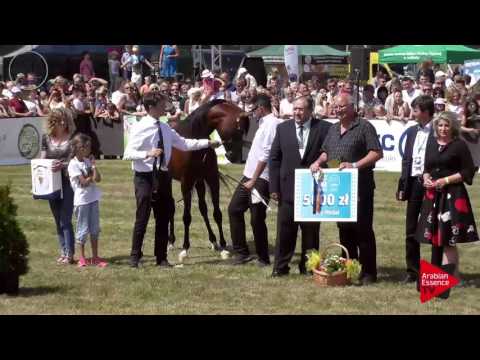 1 st place  N.76 CALATEON - Radom 2017 - Senior Stallions Championship (Class 14)