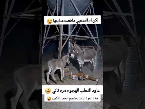 حمار دافع ع صغيرة من الثعلب 2 😂 #funny #abu_qais24 #shorts