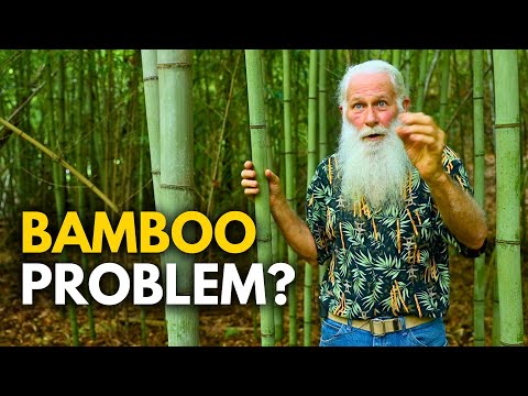 The Secret to Killing Bamboo | NO Chemicals or Machines