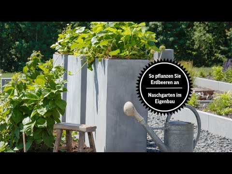 Erdbeeren pflanzen - So bauen Sie zuhause einen Naschgarten