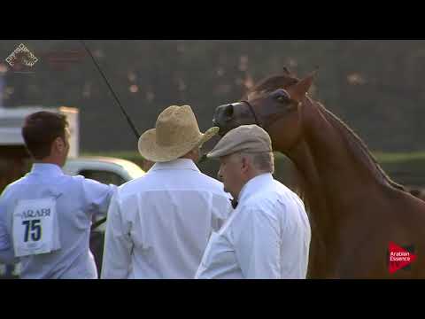 N.75 EMPEROR K.A. - Chantilly 2018 AHO Breeders' Championship - 2 Years Old Colts (Class 7)