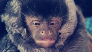 cuteness overload ...... just another monkey video  enjoy