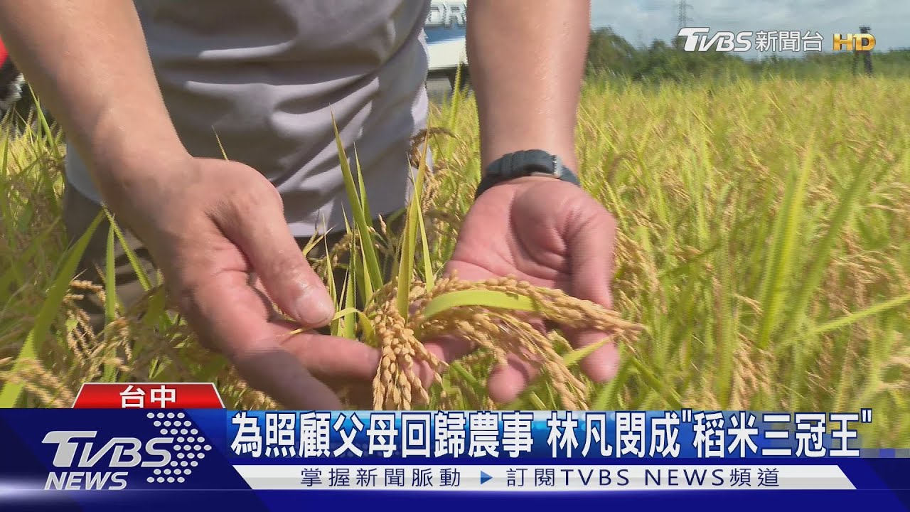 十年磨一劍！　台中農友拿下日本米賽金賞