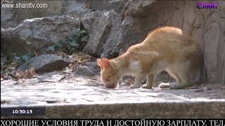 Առավոտը Շանթում/Aravot Shantum 31.01.2020