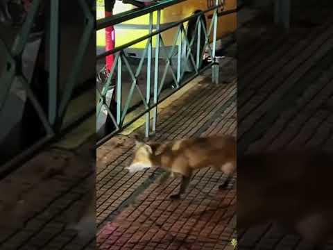 Αλεπού κόβει βόλτες στην Πατριάρχου Ιωακείμ, ανάμεσα στον κόσμο