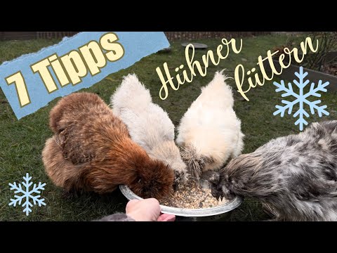 Hühner im Winter füttern 🐓❄️ Wie du Nährstoffmängel vermeidest