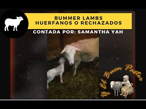 Huérfano o Rechazado |Bummer Lambs  |Y El buen Pastor