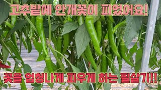 고추꽃을 활짝 피우게 하기 위한 농사의 여신 필살기!!!고추 농사 잘 짓는 법!