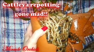 Repotting Cattleya Iwanagara Apple Blossom in spike using a HAMMER!!