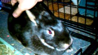 Bunny Rabbit Makes Loud Strange Noises When Pet (Honking) - Lil Big X