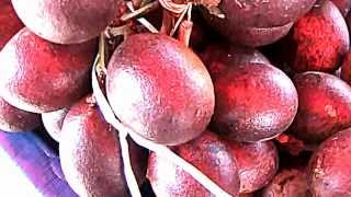 preview picture of video 'Borneo Fruits-The Kasai or Matoa Fruit (Pometia Pinnata Forst)'