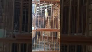 Download lagu Cucak jenggot ngecer gereja panjang mp3