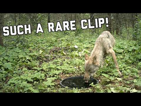 10 Minutes of the BEST Trail Camera Clips you will EVER see!