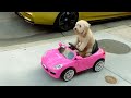 Hilarious Animal Videos To Make You Laugh Funny Dog Cat Videos