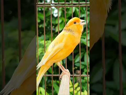 bird sounds | singing birds | canary singing #animals #birds #bird