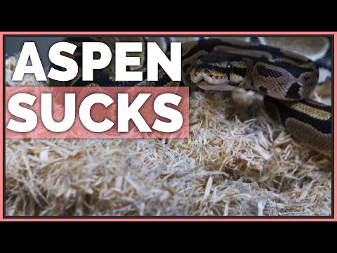 YouTube video about: Can you use pine bedding for snakes?