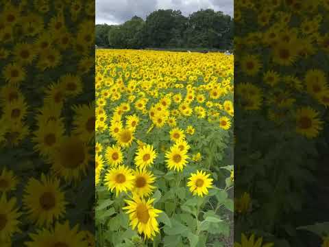 Sunflowers #fun #summer #vibes #outdoors #farming #mentalhealth #farm #bees