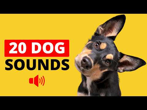 20 Dog Sounds That Make Your Dog Bark &amp; Tilt Head