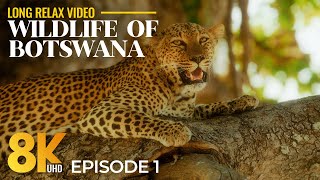 Botswana Wildlife 8K | Chobe, Khwai, Savuti & Mababe – Real Safari Animals & Nature Sounds - Part 1