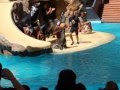 Sea Lions In Loro Parque Tenerife Playing With A Ball And Clapping