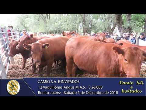 01-12-18 Venta de Vaquillonas Angus MAS - Camio S.A. e invitados - Benito Juárez