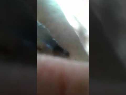 Anderson Andrade e tião