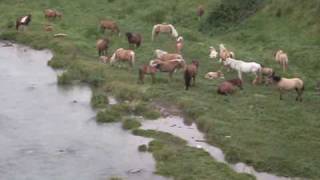 preview picture of video 'Cavalli addormentati ad Alzano Lombardo - Sleeping Horses.'