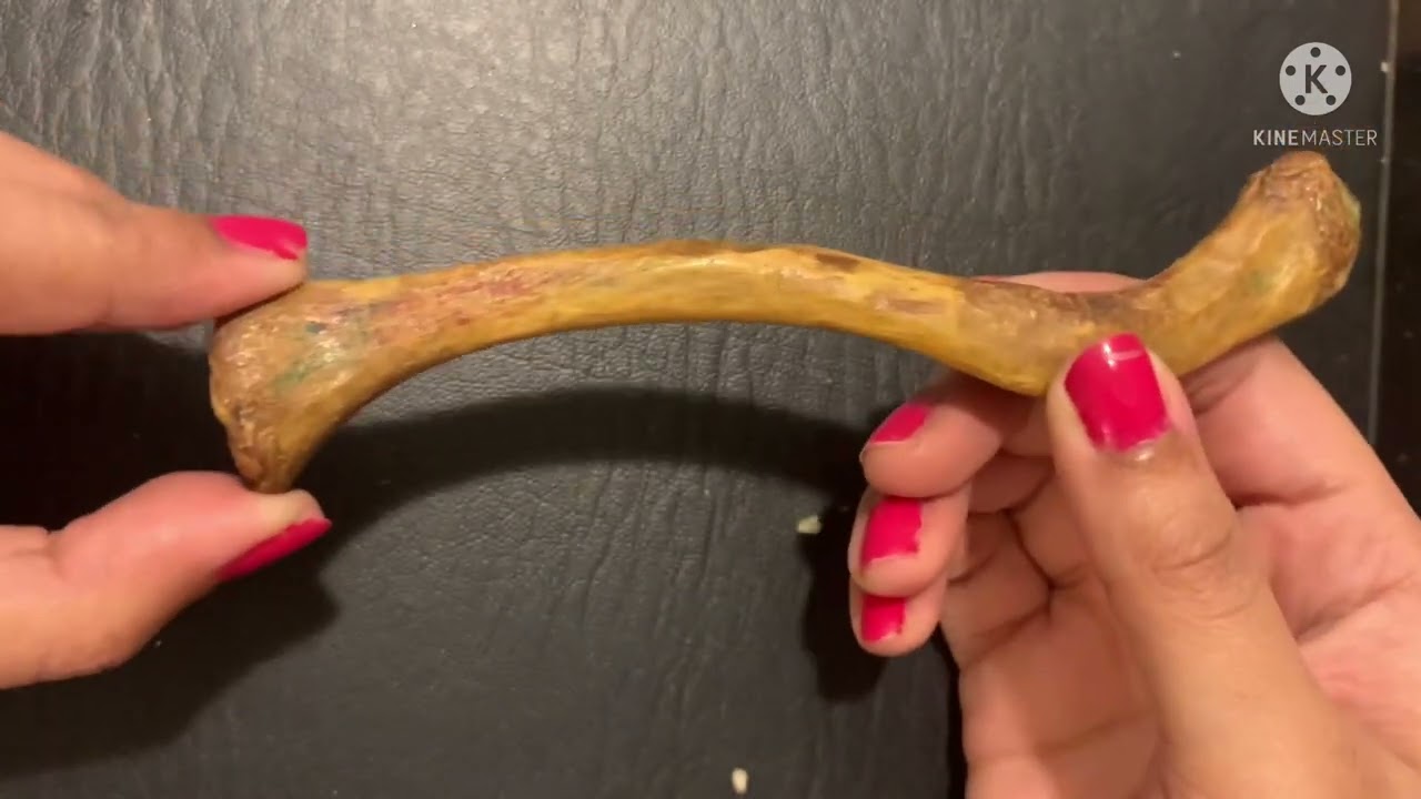 Attachments and Insertions of Clavicle | Muscles, Ligaments, Joints, Grooves discussed | Part 3