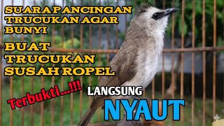 Download lagu trucukan gacor TARUNG ROPEL PANJANG pancingan trucukan agar bunyi jadikan burung trucuk gacor NYAUT mp3 Download lagu trucukan gacor TARUNG ROPEL PANJANG pancingan trucukan agar bunyi jadikan burung trucuk gacor NYAUT mp3